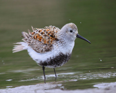 Dunlin