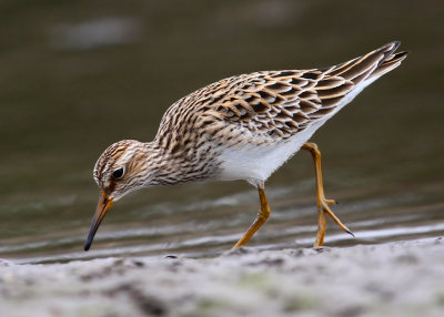 Long-Toed Stint