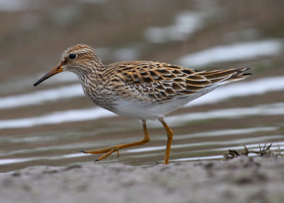 Long-Toed Stint