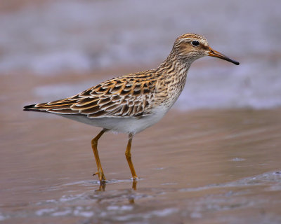 Long-Toed Stint