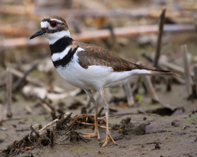 Killdeer