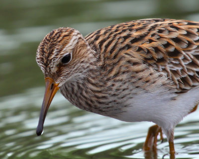 Long-Toed Stint