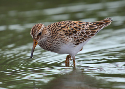 Long-Toed Stint