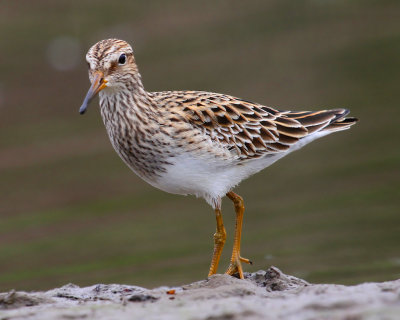 Long-Toed Stint
