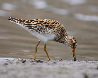 Long-Toed Stint