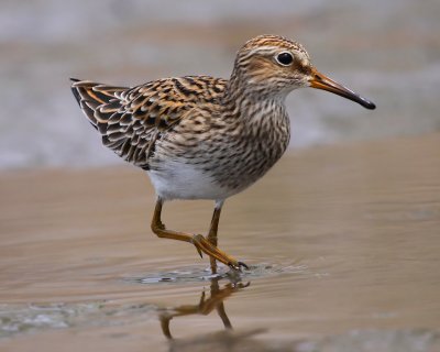 Long-Toed Stint