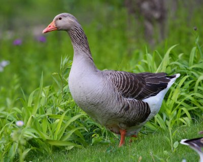 China Goose