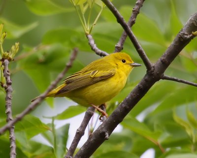 Yellow Warbler