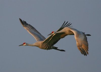 Sandhill Cranes