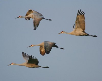 Sandhill Cranes