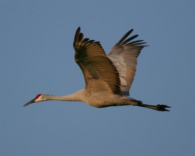 Sandhill Crane
