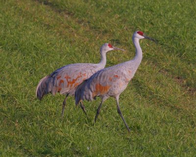 Sandhill Cranes