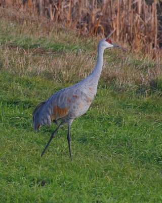 Sandhill Crane