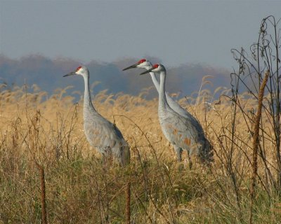 Sandhill Cranes