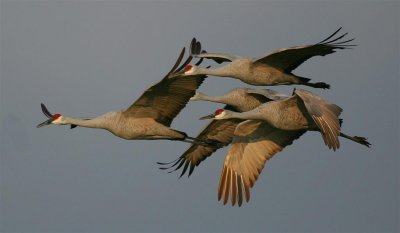 Sandhill Cranes
