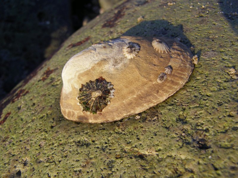 Owl Limpet, Lottia gigantea