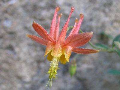 Eastern Sierra Wildflowers 3