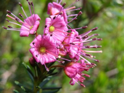 Eastern Sierra Wildflowers 5