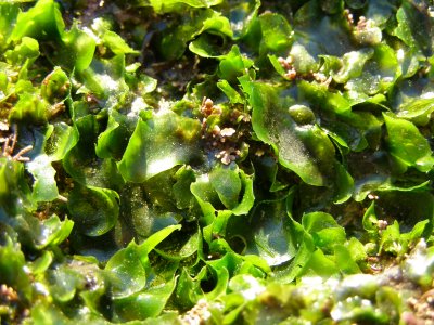Sea lettuce, Ulva californica