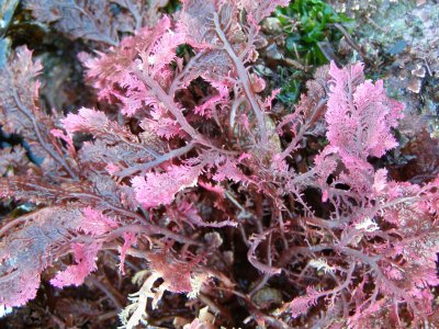 Red algae, Plocamium violacea