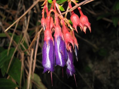 7.Brachyotum naudinii, Melastomataceae