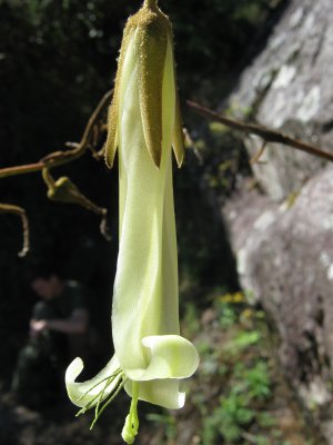 12.Campacho, Bromeliaceae