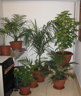 my plants