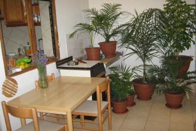 dining area and plant room with window into kitchen