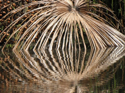 Palm leaf reflection.