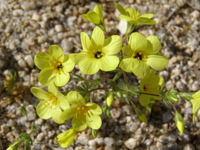 Mojave Desert Wildflower 1