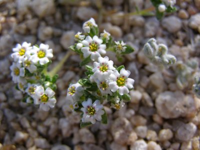 Linanthus maculates