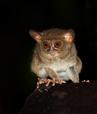 Sulawesi land pictures