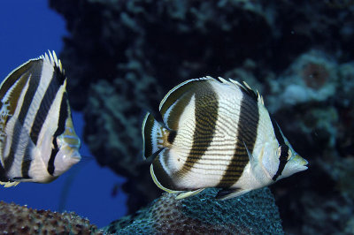 Banded Butterflyfish