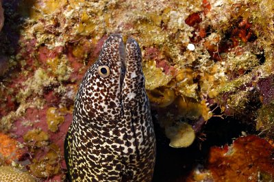 Spotted Moray Eel