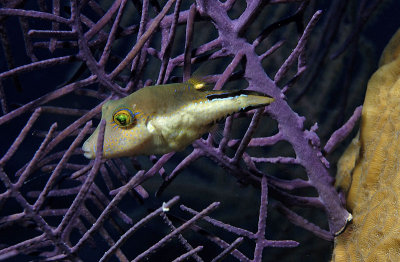 Sharpnose Puffer juvenile