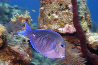 Blue Tang
