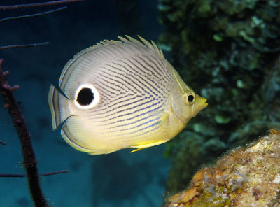Foureye Butterflyfish