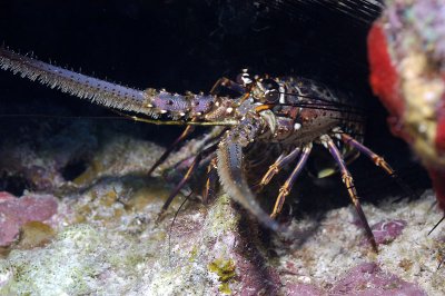 Lobster