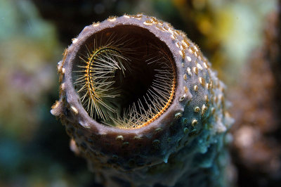 Tube sponge
