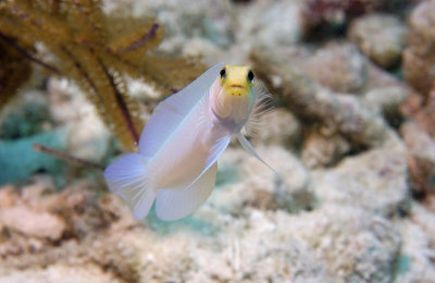 Yellowhead Jawfish