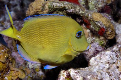 Blue Tang juvenile