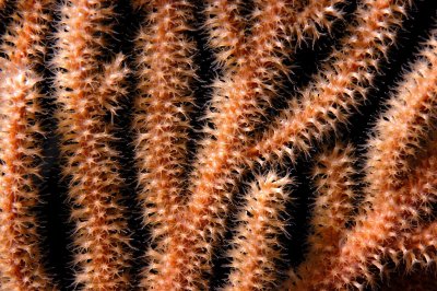 Coral Polyps