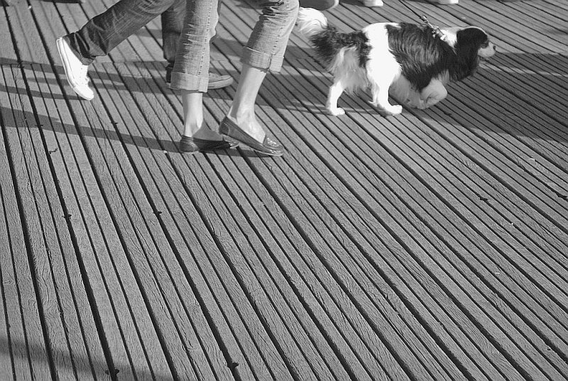 Hair on the planks.