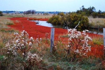 Red marsh.