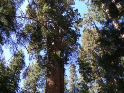 2008-Sequoia-National-Park