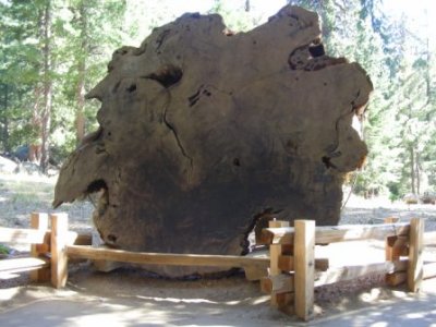 A slab O tree.jpg