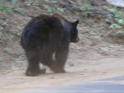 Bear #2-13.jpg