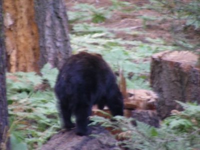 Bear08.jpg