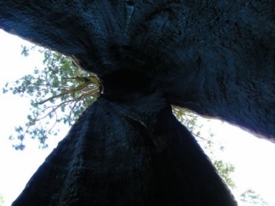 Black Arch Tree6.jpg