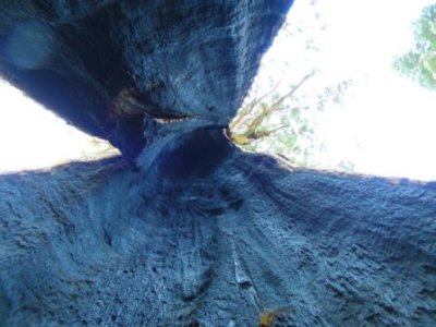 Black Arch Tree7.jpg